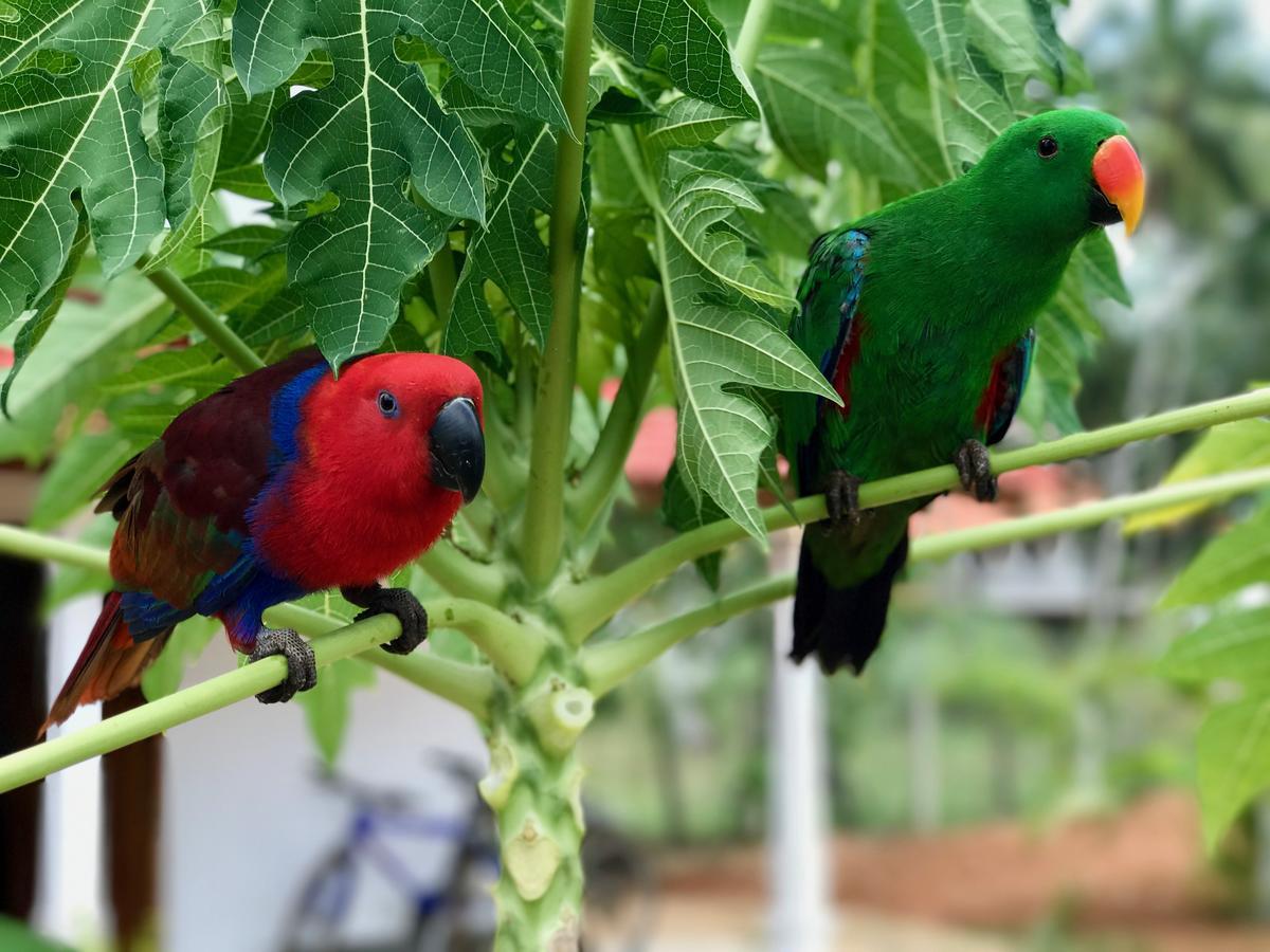Green Parrot Beach Resort 坦加拉 外观 照片