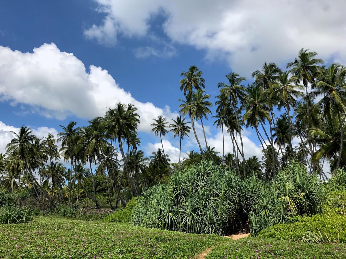 Green Parrot Beach Resort 坦加拉 外观 照片